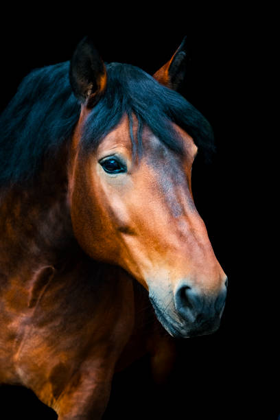 istock horse portrait 1436994942