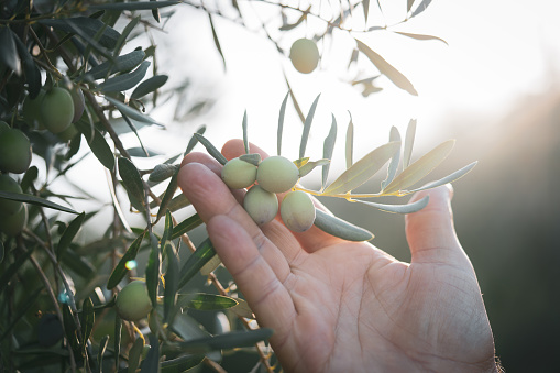 Close-up of the hands of a caucasian olive grower while he checks still unripe olives. Traditional agriculture. Agriculture.