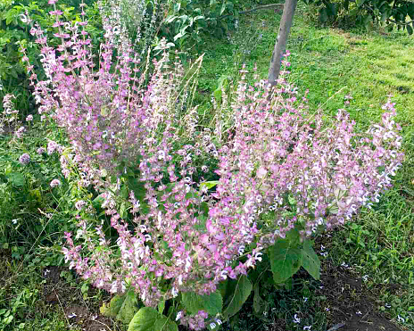 Verbena hastata flowers with bee - 'Lanzen-Eisenkraut'