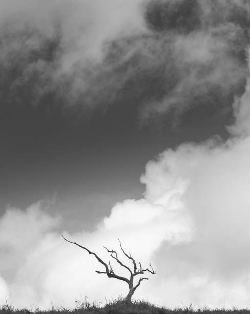 istock Grayscale shot of a lonely dry leafless tree against a cloudy sky 1436997155