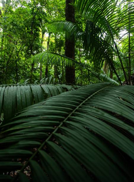istock Vertical shot of beautiful palm tree branches 1436997161