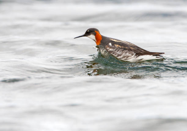 istock Red-necked Phalarope, Phalaropus lobatus 1436997670