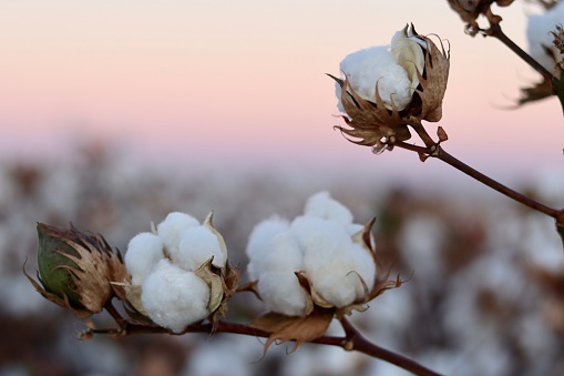 A cotton field at sunset, on a farm, in Arizona.