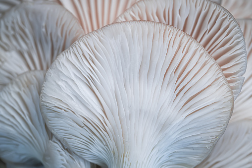Photographing mushrooms with macro lens in studio