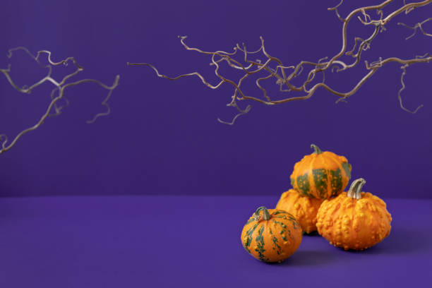 istock Small orange decorative pumpkins and spooky bare branches on dark purple background. Halloween concept backdrop. Autumn holiday sale composition. Festive still life. Product advertising. Front view 1437000027