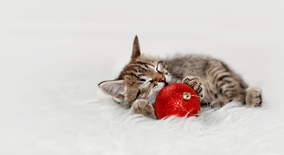 Cute striped kitten is playing with a red Christmas bulb.