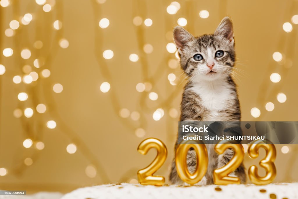 Gray Kitten Sit Next To The Figures Of The New Year 2023 On The Background  Of The Lights Of The Christmas Garland Stock Photo - Download Image Now -  iStock