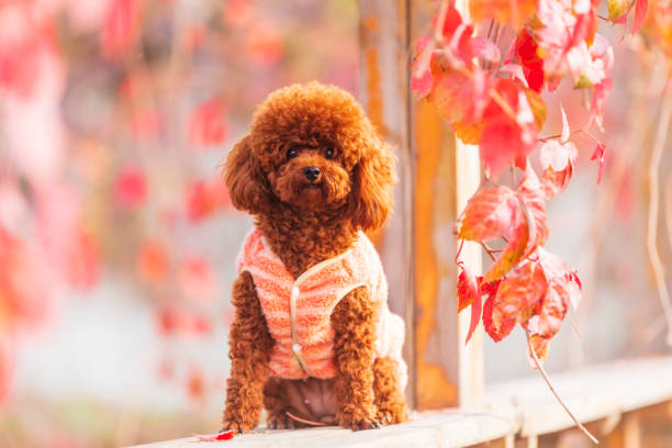 A toy poodle in autumn, beautiful autumn leaves