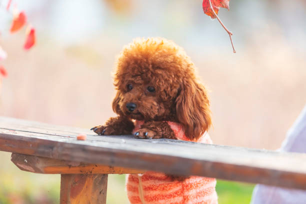 istock A toy poodle in autumn 1437001334