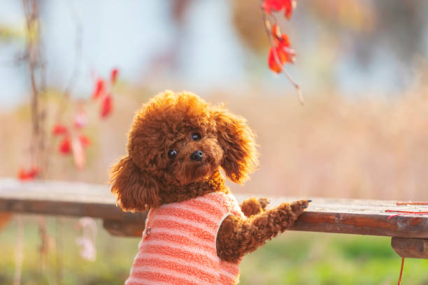 istock A toy poodle in autumn 1437001438