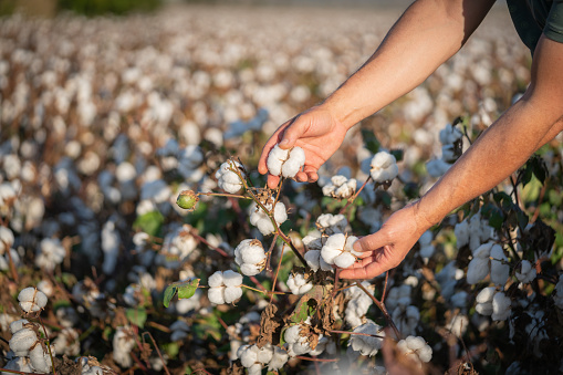 Cotton picking season.Farmer harvesting cotton crop in a blooming cotton field, under a golden sunset light.