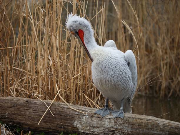 Close up of Dalmatian Pelican (Pelecanus crispus) isolated on white background, selective focus.
