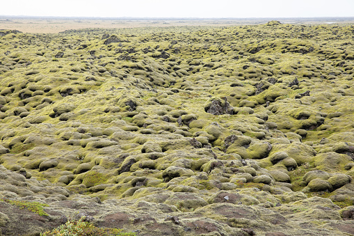 Distinctive topography of seabed that is now above sea level. Pillow lava Basalt rock now covered in moss that was formed by lava erupting under water