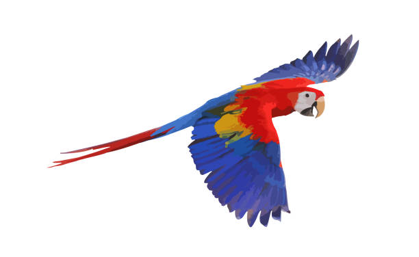 scarlet macaw parrot - 金剛鸚鵡 幅插畫檔、美工圖案、卡通及圖標