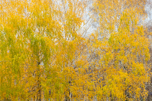 Birch grove with yellowed, but not fallen, dense foliage. Autumn landscape.