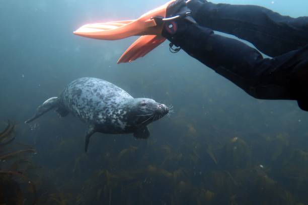 istock Cute seal swimming behind the diver 1437009473
