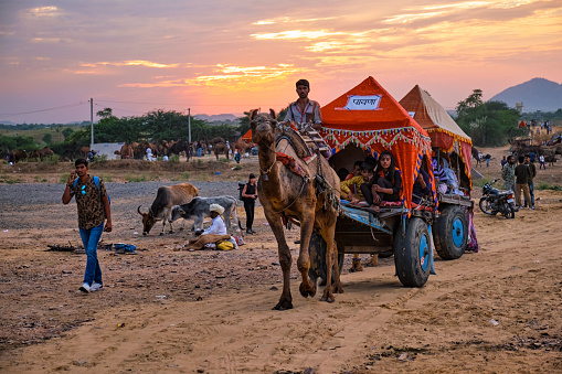 Pushkar, India - November 6, 2019: Camel taxi cart for tourists at Pushkar camel fair (Pushkar Mela) - annual camel and livestock fair, one of the world's largest camel fairs and tourist attraction