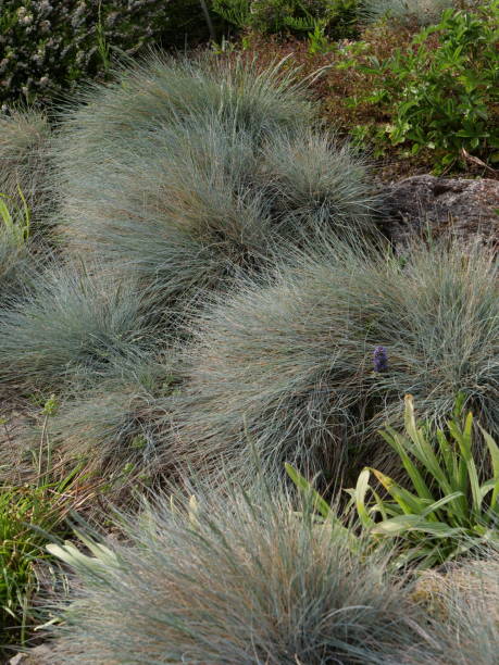 Grasses in the garden Blue grass Festuca glauca Elijah Blue festuca glauca stock pictures, royalty-free photos & images
