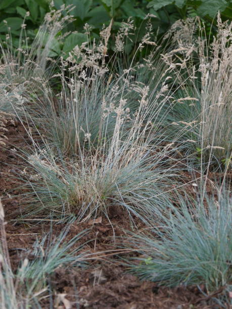Grass in the garden Festuca glauca festuca glauca stock pictures, royalty-free photos & images