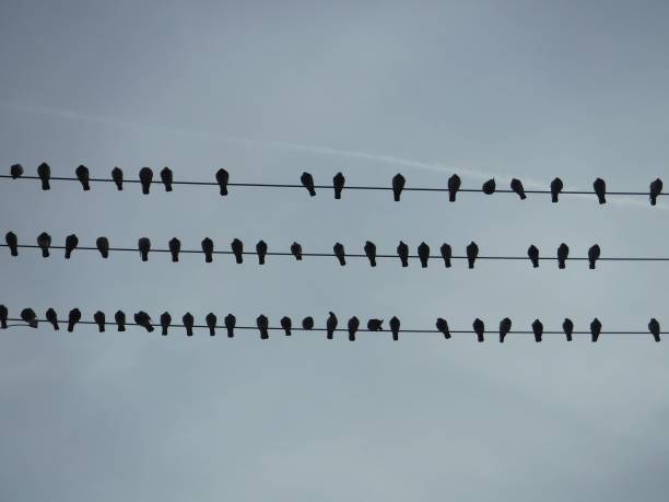 istock Low-angle shot of pigeons perched on electrical wires 1437017525