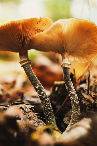 Closeup of a wild mushroom on a forest floor in late Autumn