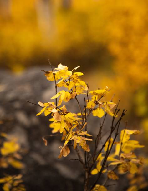 istock Vertical shot of a thin tree growing in a forest during the autumn season 1437018221