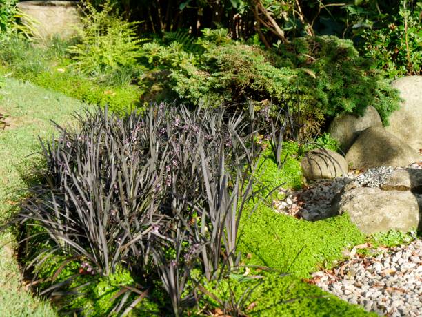 istock grasses in the garden 1437018443