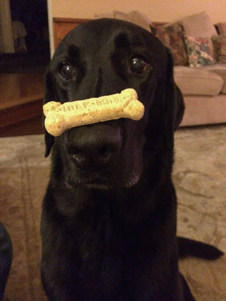 istock A black lab holds a treat on his nose inside 1437019195