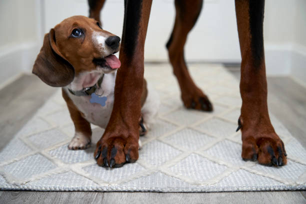 istock Miniature Dachshund and Doberman Pinscher 1437019652