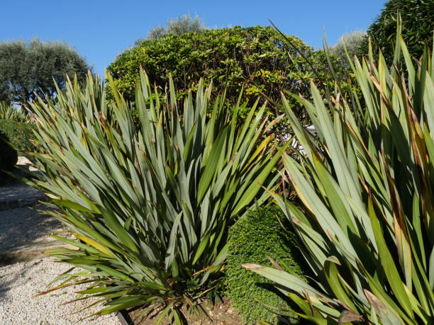 istock Grasses in the garden 1437020100