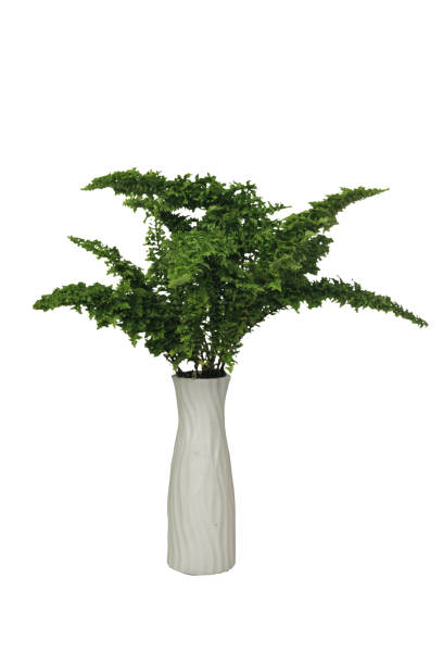 istock Fern plant in pot on white background 1437020112