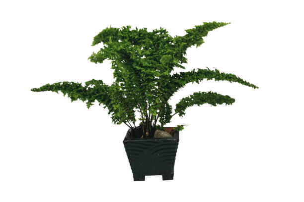 istock Fern plant in pot on white background 1437020134