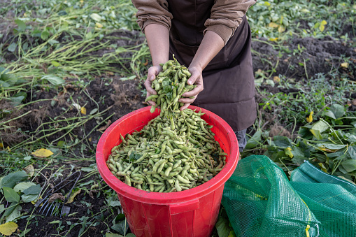 Farmers are picking green beans on the farm