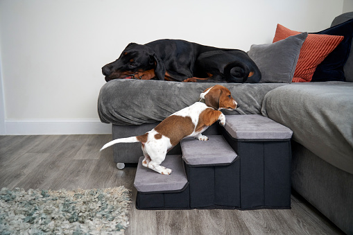 Miniature Dachshund puppy dog using steps to climb up to sofa to join doberman in a house