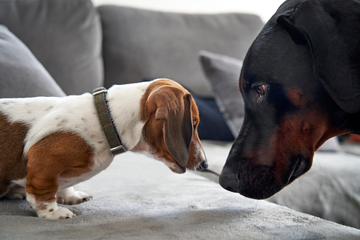 Close-up of doberman pinscher and miniature dachshund puppy dogs facing each other nose to nose