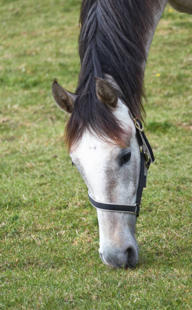 istock White horse is grasing, head, close up. 1437021409