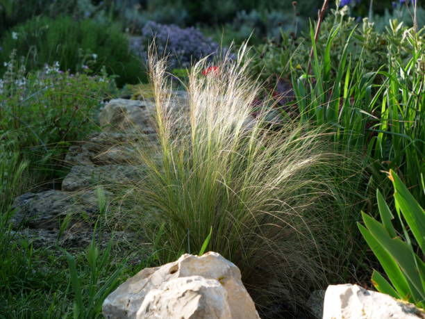 istock Grass in the garden 1437021734