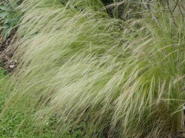 istock Grasses in the garden 1437021883