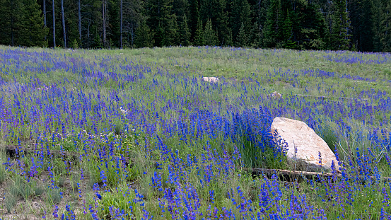 Grass and blue flowers on the mountains of Montana