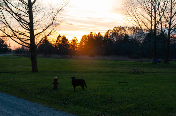 Young man and dog sunset view silhouette.