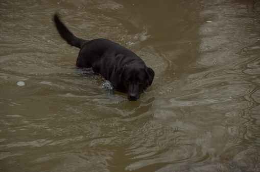 A black lab walks and swims through a creek on a foggy overcast day