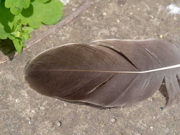 istock Brown bird feather on the ground close-up 1437023612