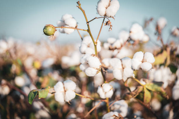 istock Fresh White Cotton bud blu sky background 1437025015