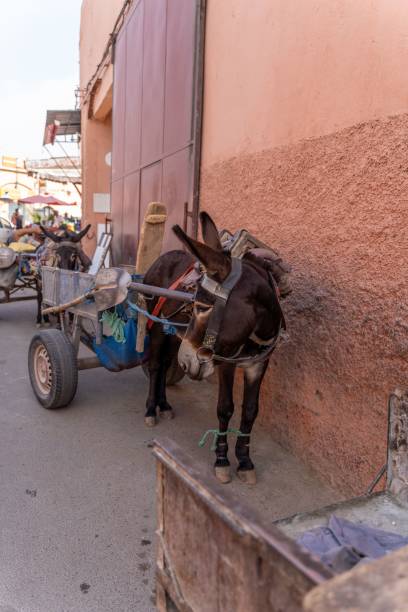 istock Vertical of a donkey in Marrakech, Morocco streets waiting 1437025070