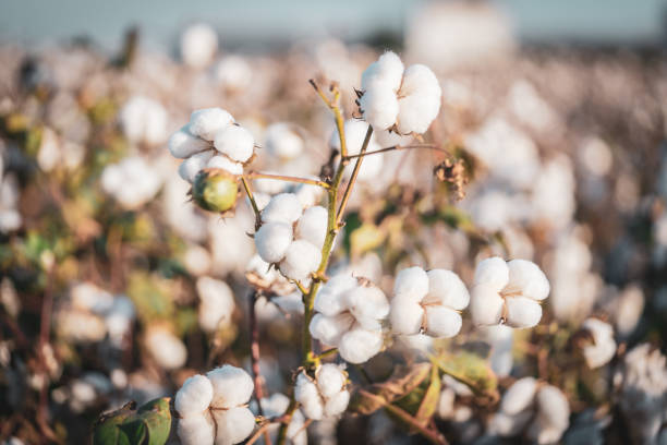 baumwollfelder bereit zur ernte - cotton stock-fotos und bilder