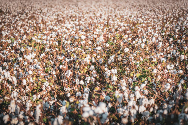 istock Textured of Cotton Field 1437025674