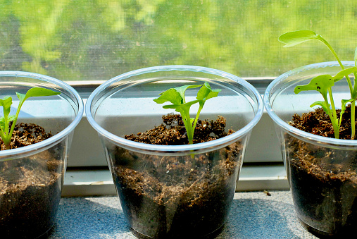 Young sprouts growing in soil in disposable starter cups receive sun on a window sill inside a building.