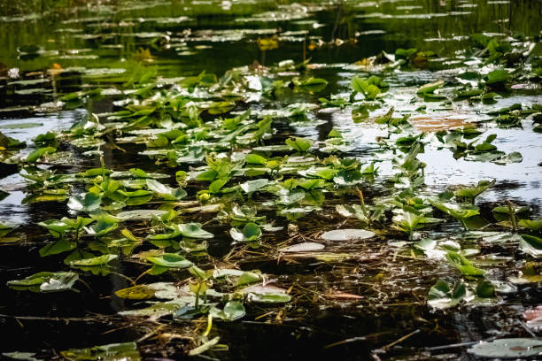 istock Lily pads in the Everglades 1437027722
