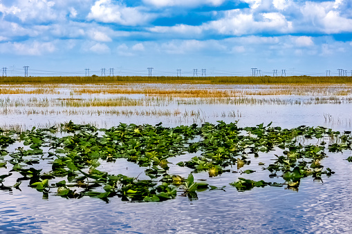 Lily pads and sawgrass in the Everglades
