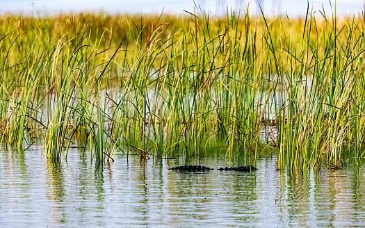 Alligator hiding in the sawgrass in the Everglades